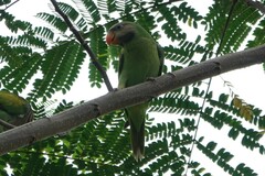 Psittacula alexandri