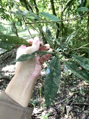 Photinia lasiopetala