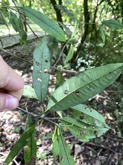 Photinia lasiopetala