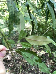 Photinia lasiopetala