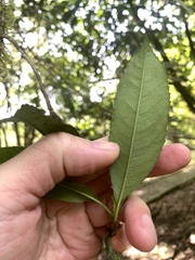 Photinia lasiopetala