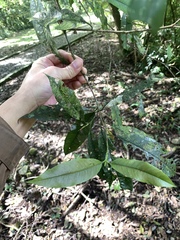 Photinia lasiopetala