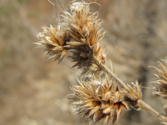 Lespedeza tomentosa