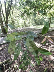 Photinia lasiopetala