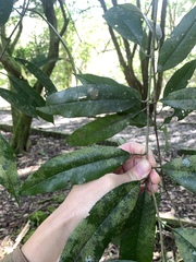 Photinia lasiopetala