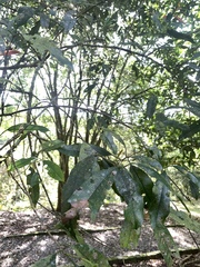 Photinia lasiopetala