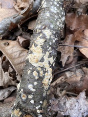 Basidiomycota