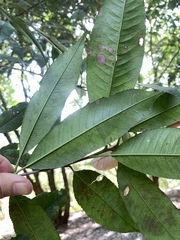 Photinia lasiopetala