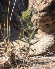Cryptantha maritima