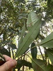 Photinia lasiopetala
