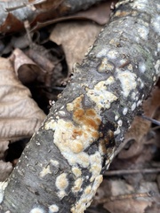 Basidiomycota