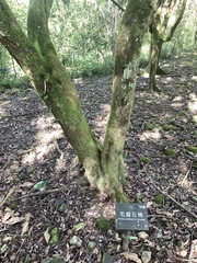 Photinia lasiopetala