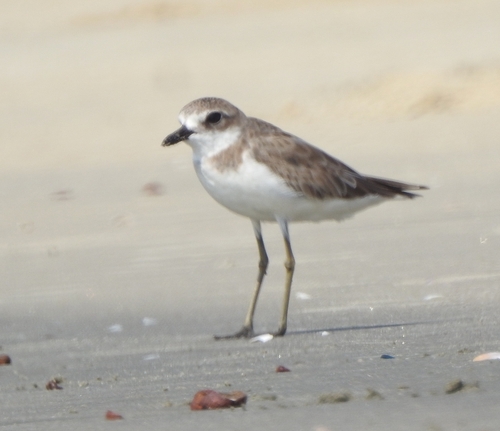 Greater Sand Plover (Anarhynchus leschenaultii), photo 8