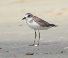Charadrius leschenaultii