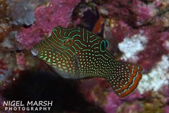 Canthigaster petersii