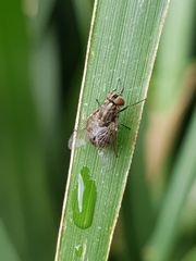 Stomoxys calcitrans