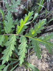 Phacelia cicutaria