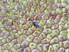 Meliponini