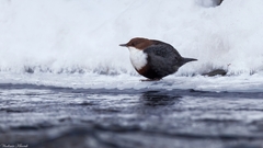 Cinclus cinclus
