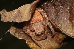 Cyrtophora unicolor
