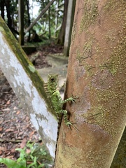 Gonocephalus liogaster