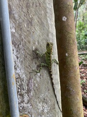 Gonocephalus liogaster