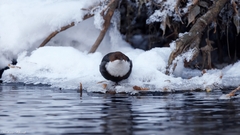 Cinclus cinclus