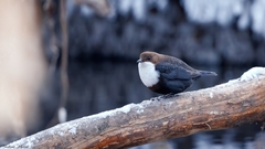 Cinclus cinclus