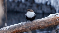 Cinclus cinclus