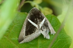 Chalciope mygdon