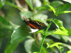 Heliconius hecale zuleika
