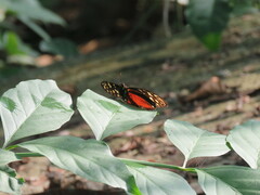Heliconius hecale zuleika