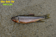 Nipponocypris temminckii