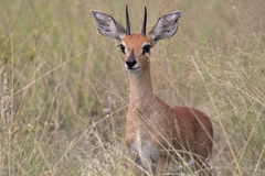 Raphicerus campestris campestris