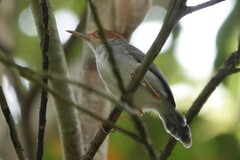 Orthotomus ruficeps