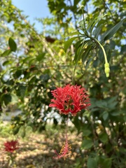 Hibiscus schizopetalus
