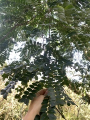 Gleditsia sinensis