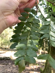 Gleditsia sinensis