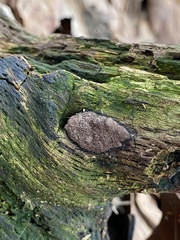 Hypoxylon rubiginosum