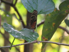 Heliconius hecale zuleika