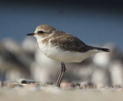 Charadrius alexandrinus
