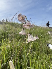 Fritillaria striata