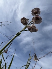 Fritillaria striata