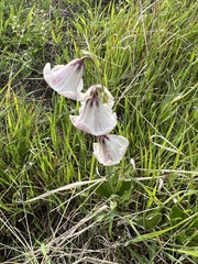 Fritillaria striata