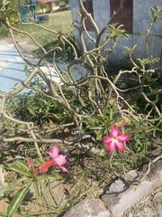 Adenium obesum