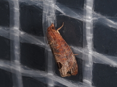 Cryptophlebia ombrodelta