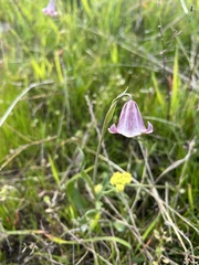 Fritillaria striata