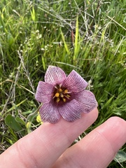 Fritillaria striata