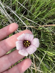 Fritillaria striata