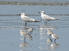 Gelochelidon nilotica